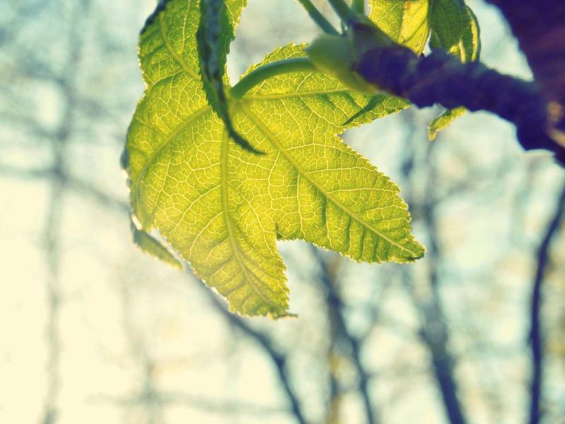 Albergue El Camino in Escamplero