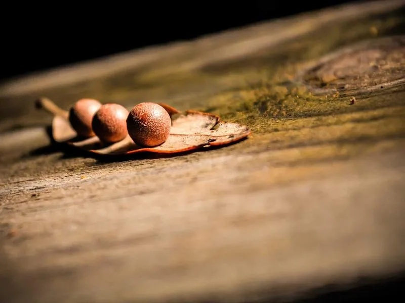 Escamplero – Salas