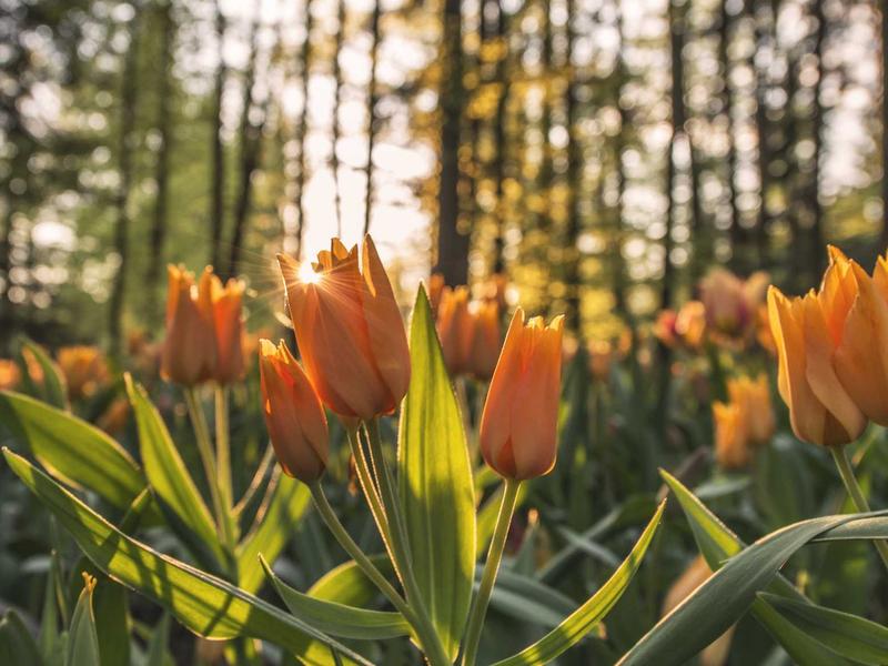 Church of San Romao — Church